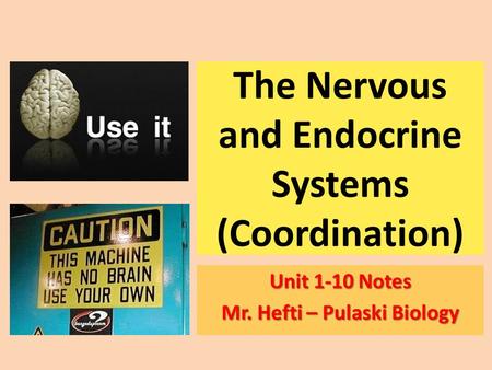 Unit 1-10 Notes Mr. Hefti – Pulaski Biology The Nervous and Endocrine Systems (Coordination)