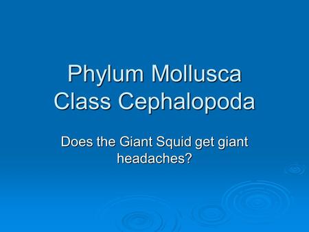 Phylum Mollusca Class Cephalopoda Does the Giant Squid get giant headaches?