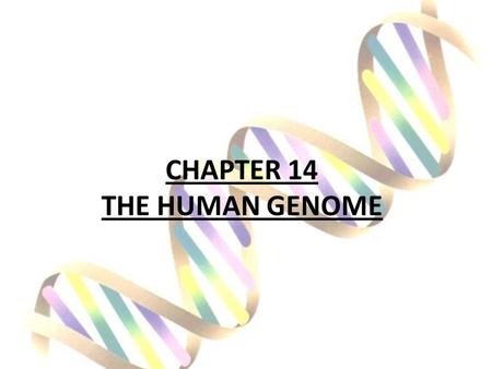 CHAPTER 14 THE HUMAN GENOME