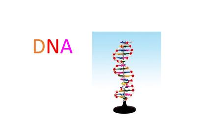 DNADNA. Structure and replication of DNA - syllabus content Structure of DNA — nucleotides contain deoxyribose sugar, phosphate and base. DNA has a sugar–phosphate.