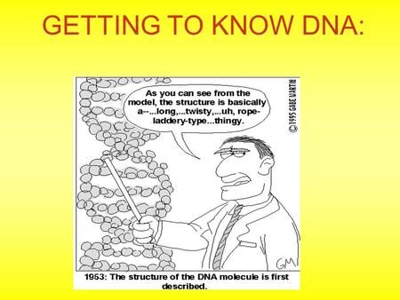 GETTING TO KNOW DNA:. As you may already know, DNA stands for…. DEOXYRIBONUCLEIC ACID.