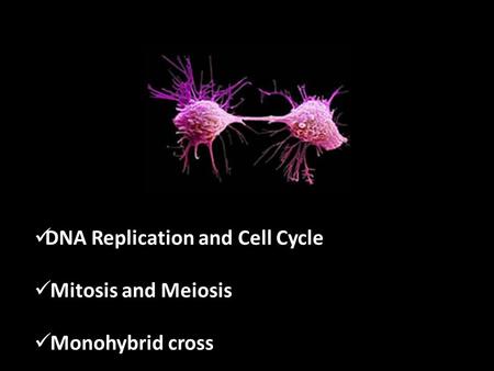 DNA Replication and Cell Cycle