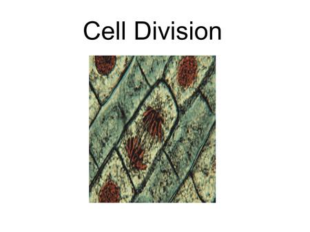 Cell Division.