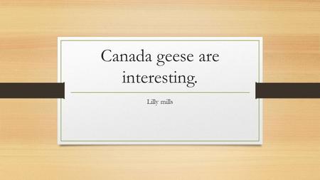 Canada geese are interesting. Lilly mills. canada geese Canada geese adapted bye eating grass it adapted bye a egg first and then a baby goose and then.