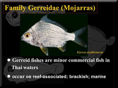 Family Gerreidae (Mojarras)