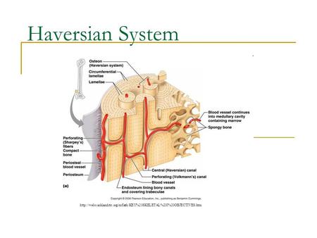 Haversian System http://webs.ashlandctc.org/mflath/KEY%20SKELETAL%20I%20OBJECTIVES.htm.