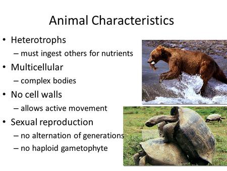 Animal Characteristics Heterotrophs – must ingest others for nutrients Multicellular – complex bodies No cell walls – allows active movement Sexual reproduction.