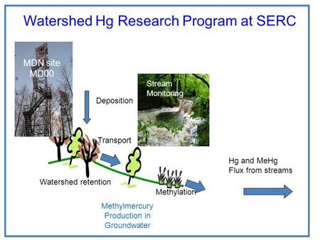 Methylmercury Production in Groundwater Watershed Hg Research Program at SERC Deposition Transport Watershed retention Methylation MDN site MD00 Stream.