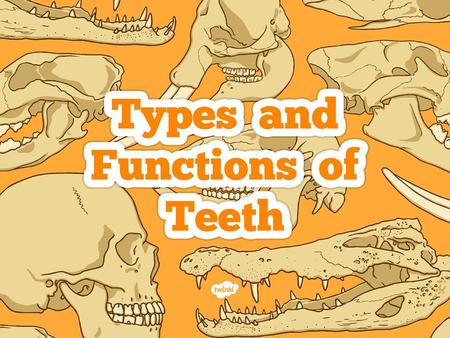 I can identify the types and functions of teeth.