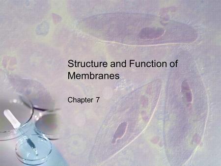 Structure and Function of Membranes Chapter 7. What you need to know! Why membranes are selectively permeable. The role of phospholipids, proteins, and.