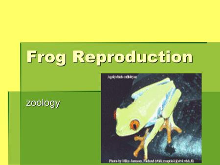 Frog Reproduction zoology.