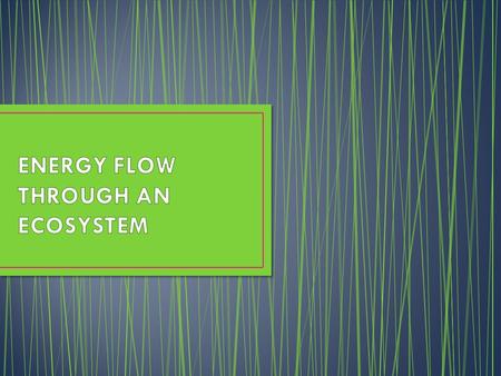 ENERGY FLOW THROUGH AN ECOSYSTEM