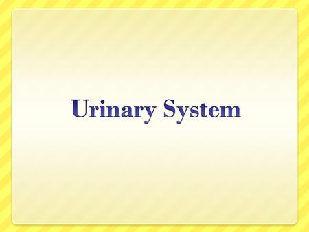 Function Rid body of nitrogenous wastes Regulate water, electrolyte, and acid-base balance of blood.