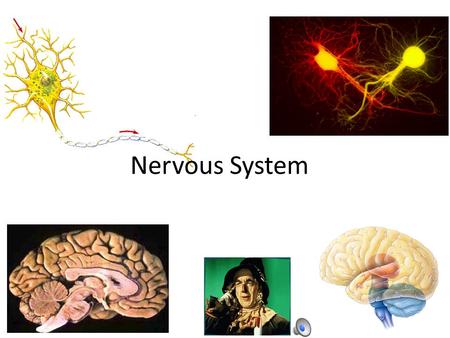 2007-2008 Nervous System Evolution of the Nervous System 2 Copyright © The McGraw-Hill Companies, Inc. Permission required for reproduction or display.