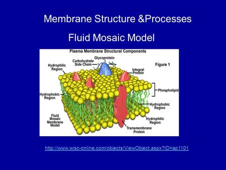 Fluid Mosaic Model Membrane Structure &Processes