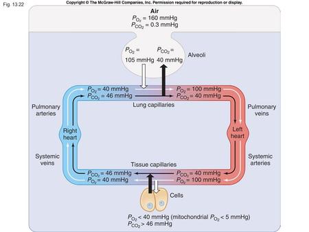 Fig. 13.22. Figure 13.19 At end of normal tidal expiration Tidal inspiration.