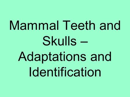 Mammal Teeth and Skulls – Adaptations and Identification.