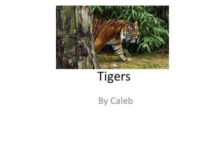 Tigers By Caleb. Tigers Main Weapon A tiger’s main weapon is their claws that they depend on. It is what they use to fight their prey with. Tigers also.