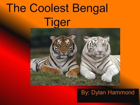 The Coolest Bengal Tiger By: Dylan Hammond. General Information It’s a mammal. Its scientific name is Panthera Tigris. Its Life Span- 26 years in the.