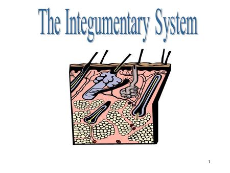 1 Integumentary System 2 Objectives After studying this chapter, you will be able to: Name the parts of the Integumentary system and discuss the function.