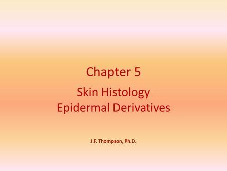 Skin Histology Epidermal Derivatives J.F. Thompson, Ph.D.