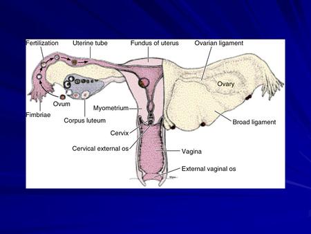 UTERUS Is a pear shaped organ. consist of consist of 1. Body. 2. lower cylindrical part called cervix 3. the dome shaped part of the body above the.