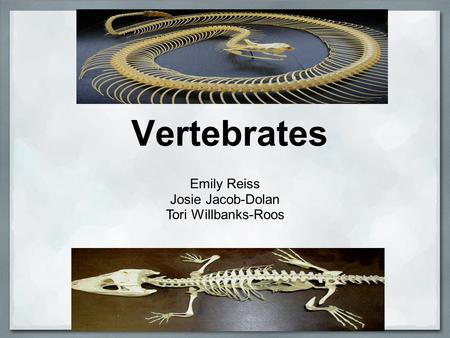 Vertebrates Emily Reiss Josie Jacob-Dolan Tori Willbanks-Roos.