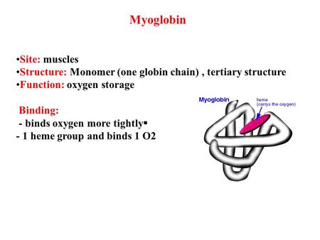 Myoglobin •Site: muscles