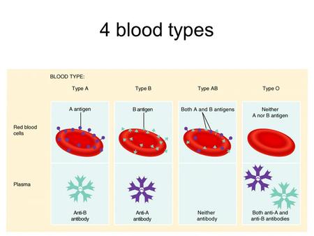 4 blood types. A,B,o Blood Typing Genes “A” and “B” are co-dominant genes Gene “o” is the recessive gene.