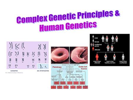 There is no dominant allele, There is no recessive allele. Both alleles “blend” to result in a third phenotype.