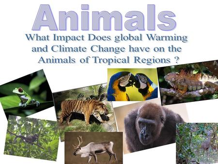 The animals of the Tropical Region are slowly going to die out and eventually become extinct. But as the earth adapts to it’s new current state, so do.