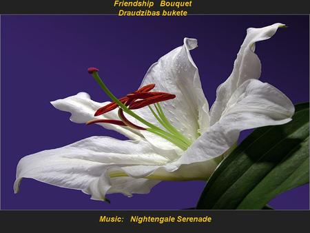 Music: Nightengale Serenade Friendship Bouquet Draudzibas bukete.