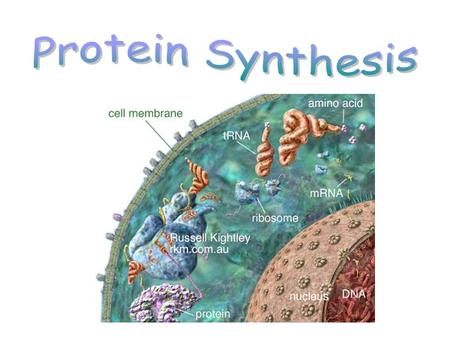 A. Chromosomes are made of DNA B.Segments of DNA code for a protein C.A protein in turn, relates to a trait or a gene (examples: eye color, hair color,