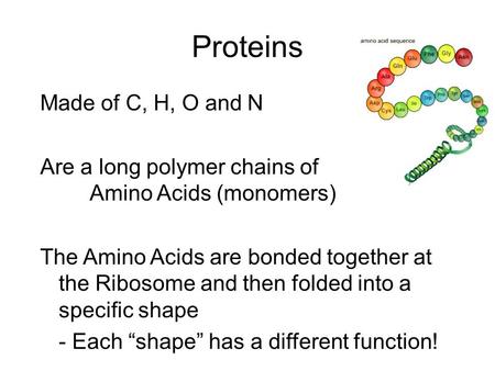 Proteins Made of C, H, O and N Are a long polymer chains of Amino Acids (monomers) The Amino Acids are bonded together at the Ribosome and then folded.