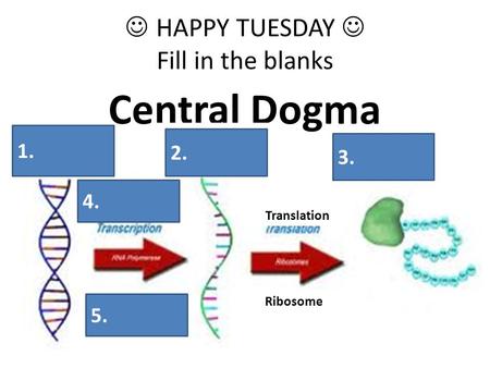 Central Dogma DNA Nucleus Ribosome Translation Transcription Protein RNA HAPPY TUESDAY Fill in the blanks 1. 4. 5. 2. 3.