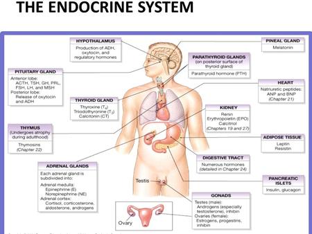 THE ENDOCRINE SYSTEM.