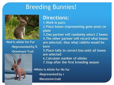 Red is allele for Fur Represented by R Dominant Trait White is Allele for No fur Represented by r Recessive trait Breeding Bunnies! Directions: 1.Work.