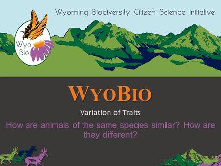 W YO B IO Variation of Traits How are animals of the same species similar? How are they different?