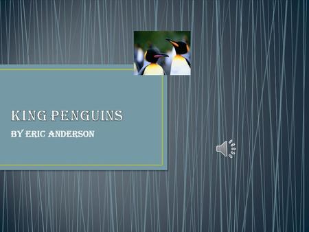 By Eric Anderson King Penguins swim. Their wings are their flippers. They are 3 feet tall and have orange feathers on their chest and ears.