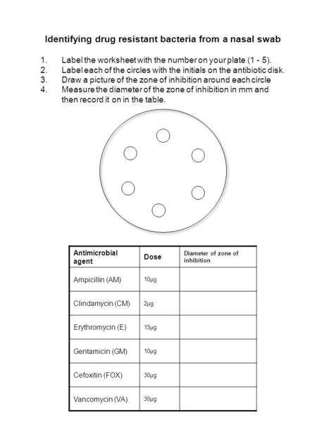 Identifying drug resistant bacteria from a nasal swab 1.Label the worksheet with the number on your plate (1 - 5). 2.Label each of the circles with the.