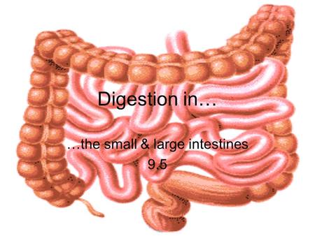 Digestion in… …the small & large intestines 9.5. Small Intestine about 2.5 cm in diameter up to 7 m in length duodenum: first 25- 30 cm: digestion jejenum: