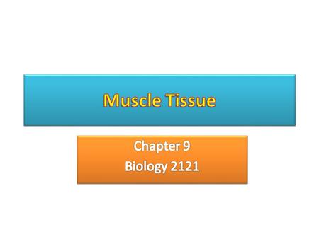 Muscle Tissue Chapter 9 Biology 2121.