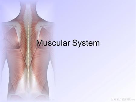 Muscular System.