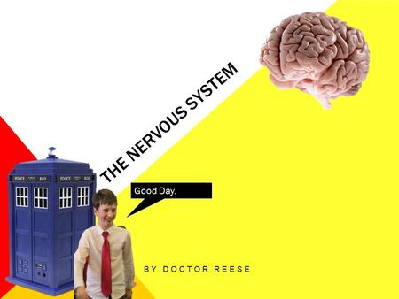 THE NERVOUS SYSTEM BY DOCTOR REESE Good Day.. WHAT IS ‘THE NERVOUS SYSTEM’? ‘The Nervous System’ is the system the system in charge of sending and receiving.