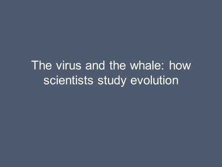 The virus and the whale: how scientists study evolution