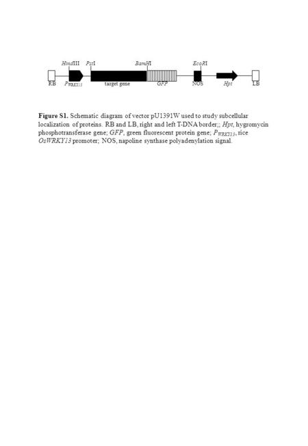 Figure S1. Schematic diagram of vector pU1391W used to study subcellular localization of proteins. RB and LB, right and left T-DNA border;; Hpt, hygromycin.