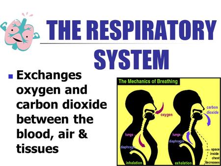 THE RESPIRATORY SYSTEM