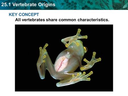 25.1 Vertebrate Origins KEY CONCEPT All vertebrates share common characteristics.