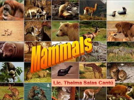 Mammals Lic. Thelma Salas Cantú.