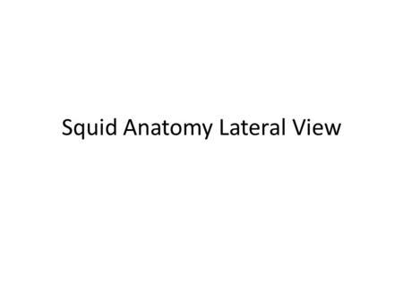 Squid Anatomy Lateral View